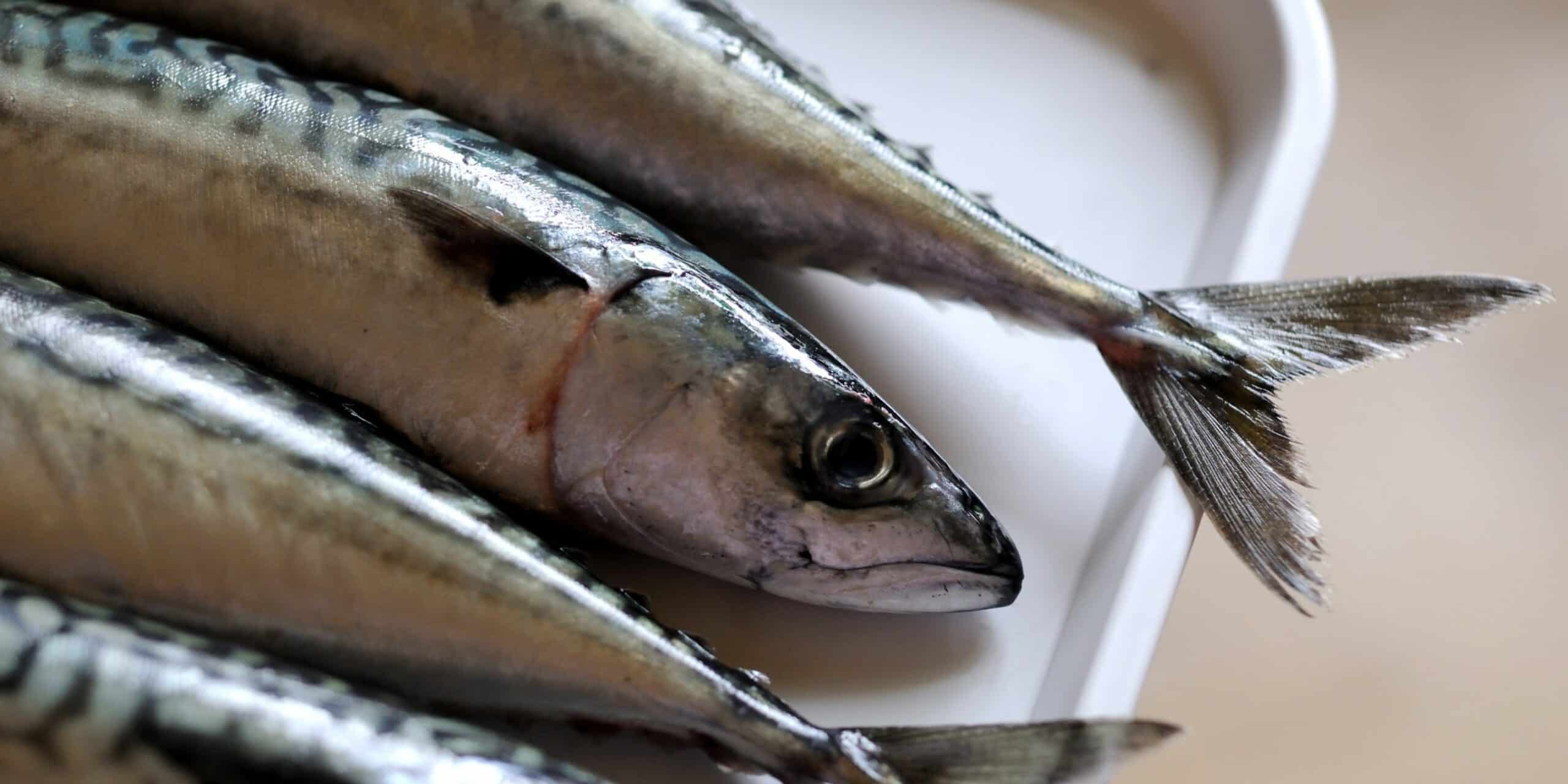 benefit-of-mackerel-fish