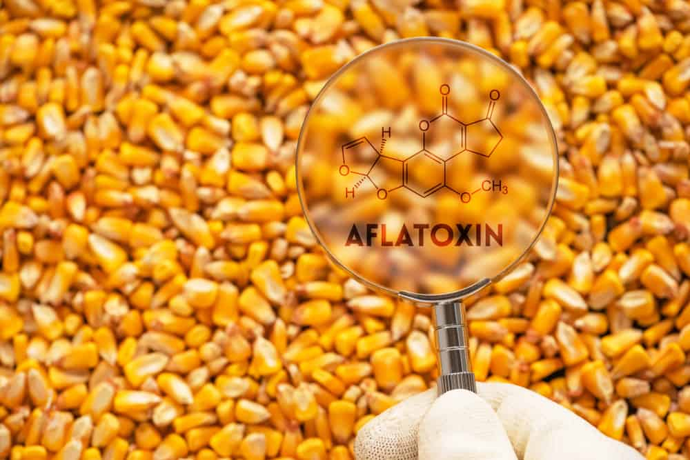 what-is-aflatoxin-and-symptoms