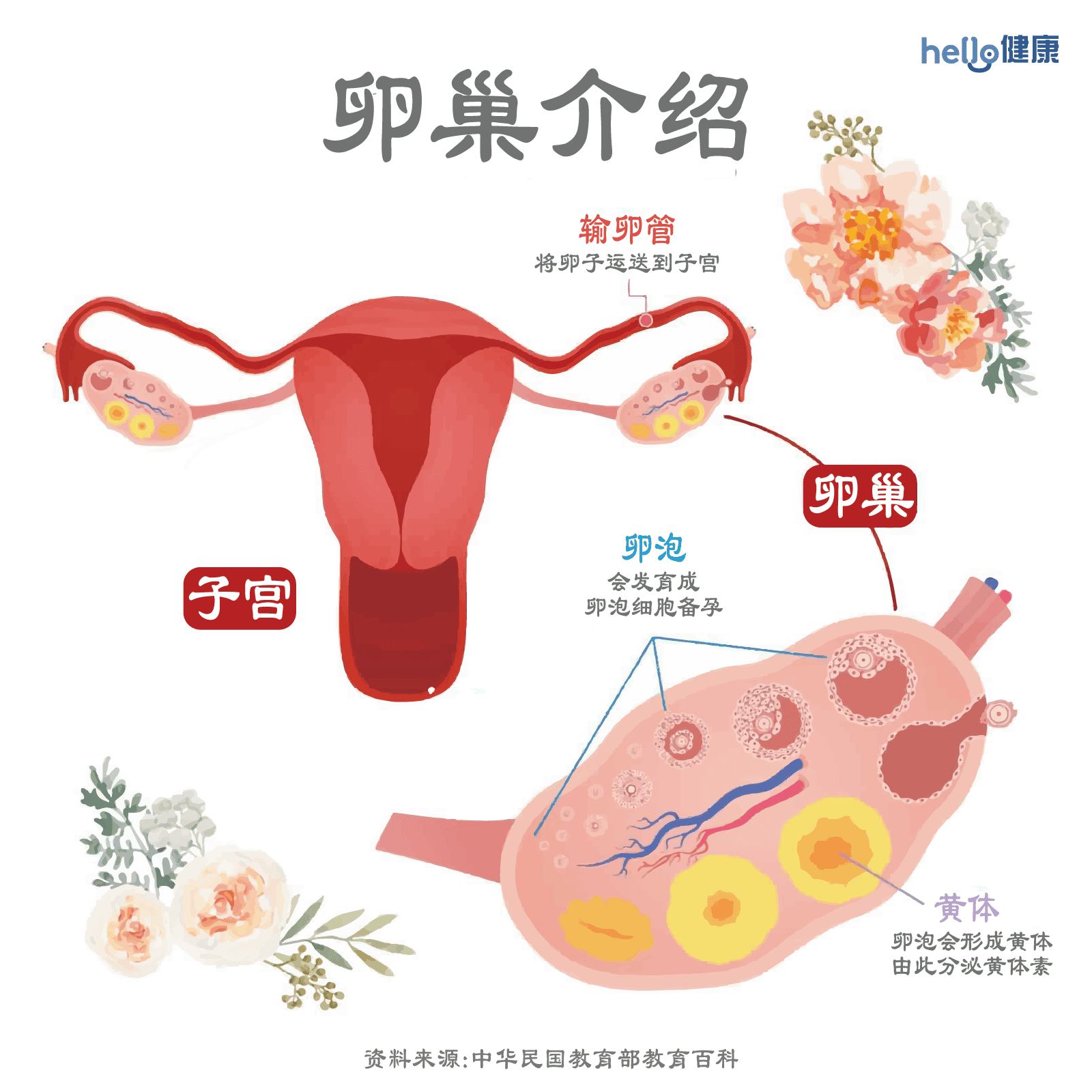 卵巢介绍