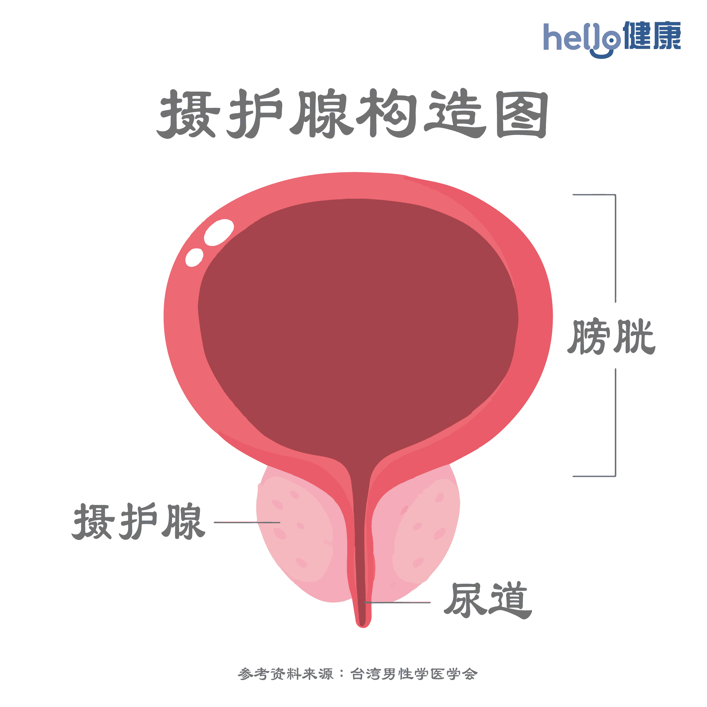 摄护腺构造图-03