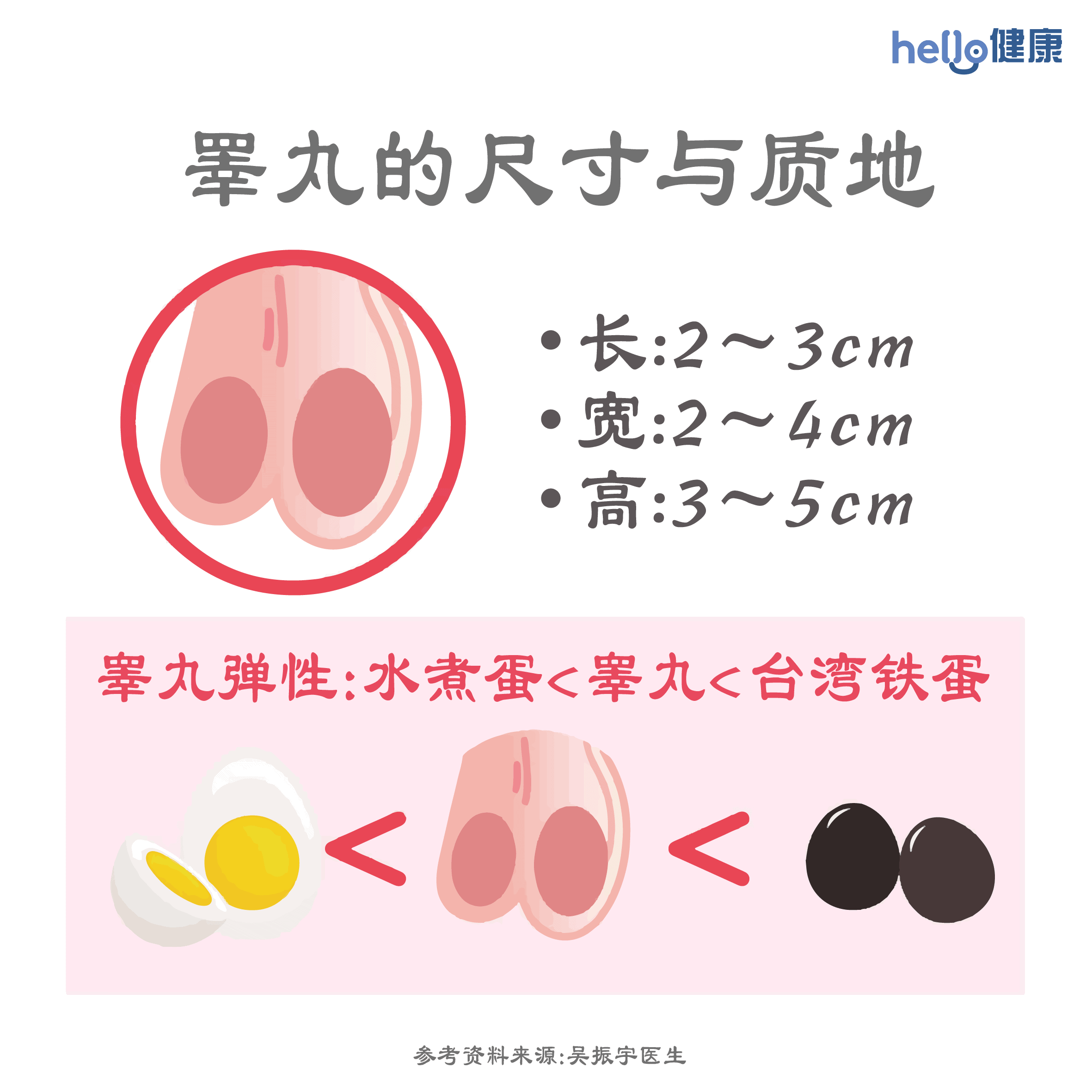 睪丸的尺寸与质地