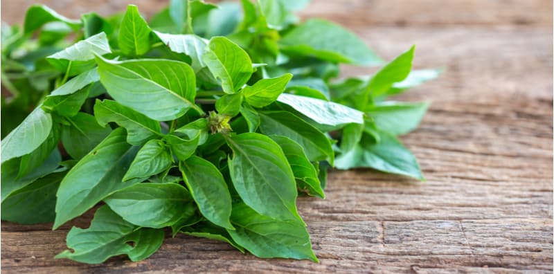 health-benefits-of-thai-basil