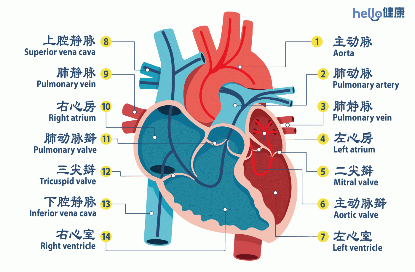 维持心脏健康：心脏功能与日常保健重点