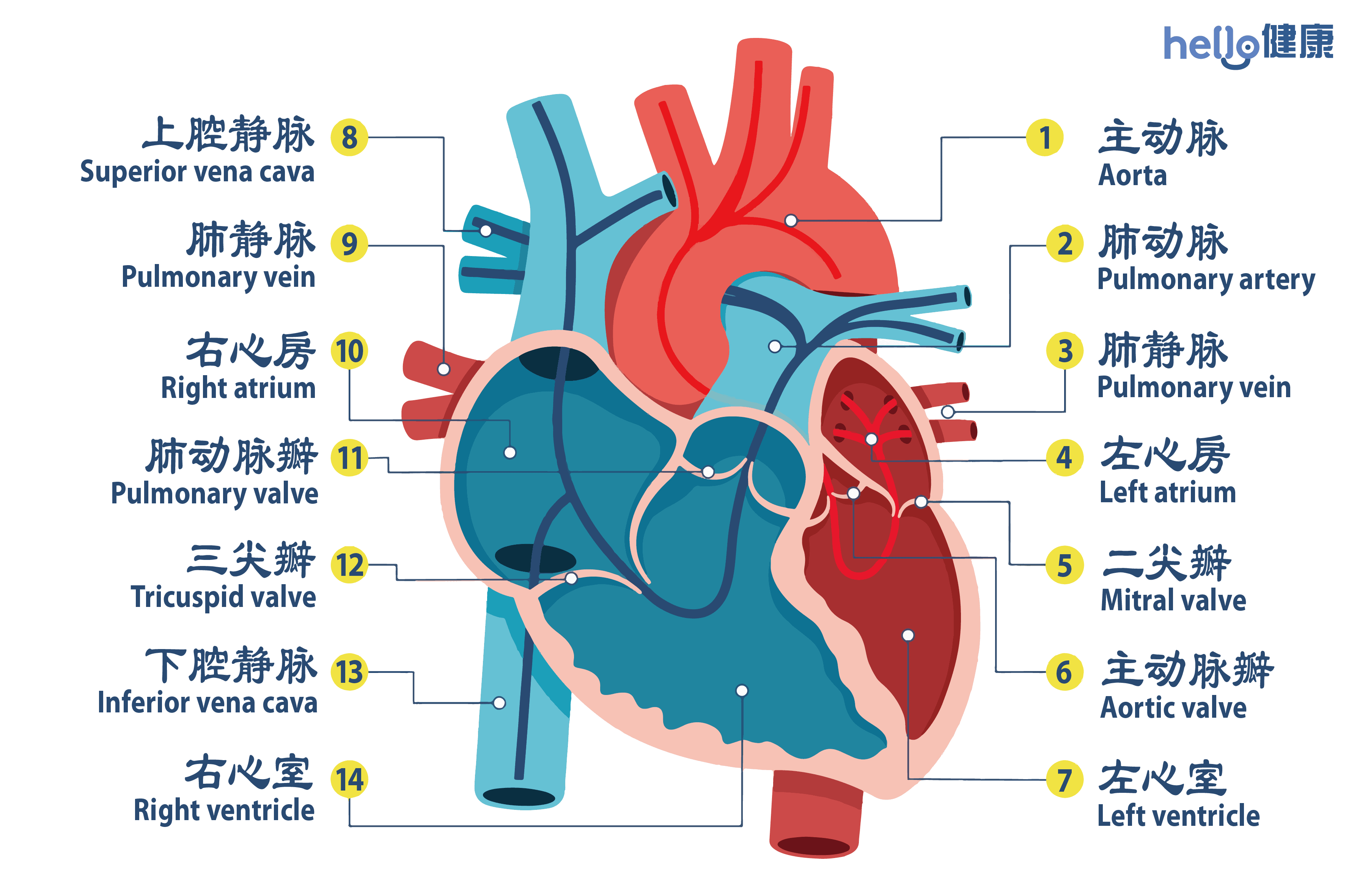 essential-information-on-heart-health