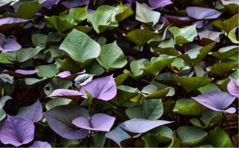 health-benefits-of-sweet-potato-leaves