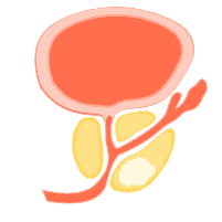 前列腺健康