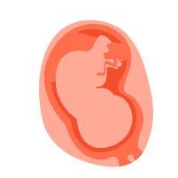 怀孕后期