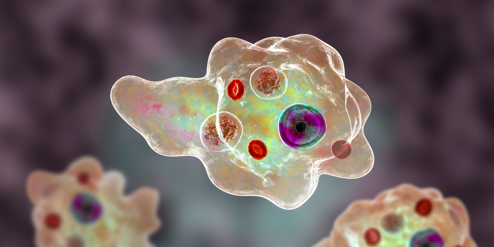 nunderstanding-aegleria-fowleri-amoeba-limicola