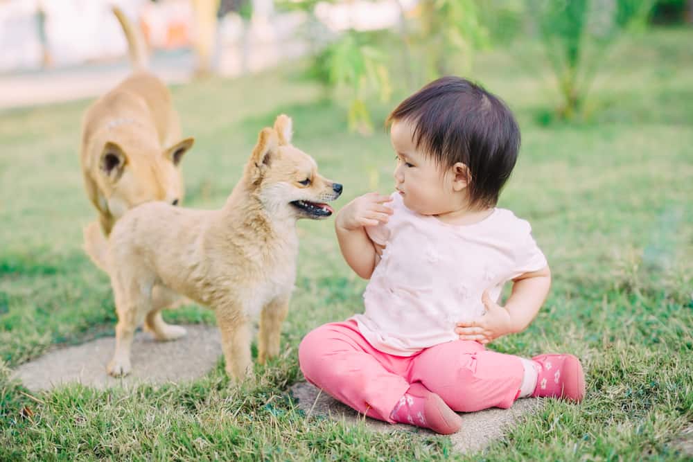 pet-safety-tips-for-families-with-toddlers