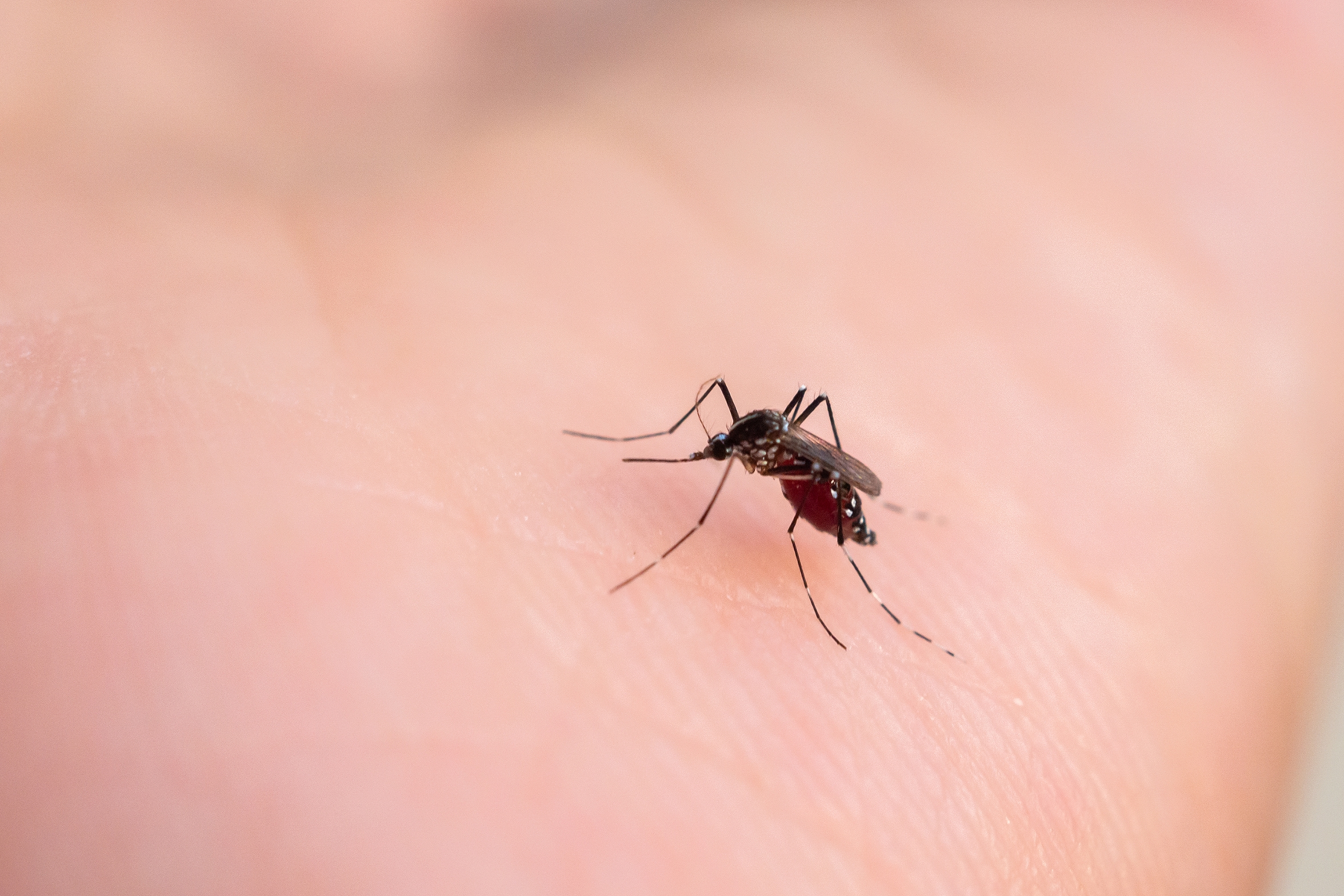 chikungunya-cases-in-singapore