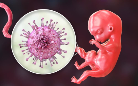 understanding-cytomegalovirus