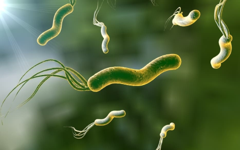 helicobacter-pylori-bacterial-infection