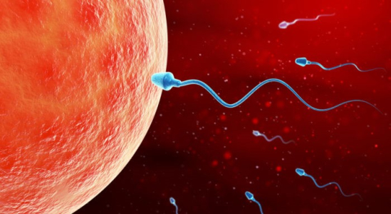 pregnancy-week-first