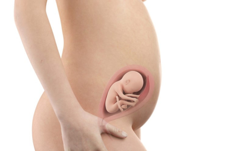 pregnancy-week-twenty-fourth