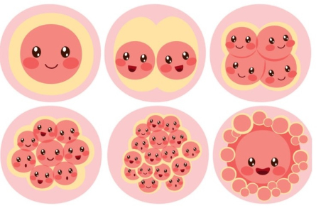 pregnancy-week-third