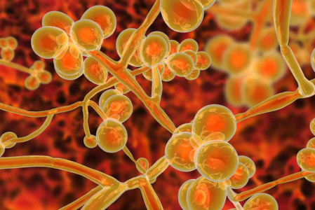 understanding-candida-auris-and-why-it-can-be-fatal