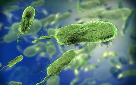 5-ways-to-stay-safe-from-vibrio-vulnificus
