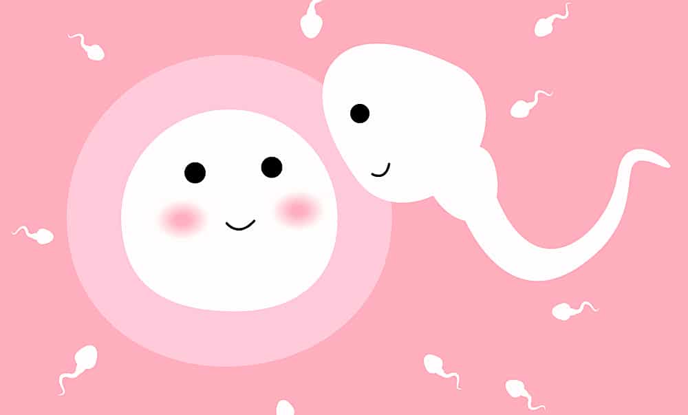 understanding-the-best-time-to-conceive-naturally