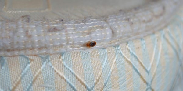 床虱咬伤怎么看？症状、治疗方式与床虱消灭、预防全攻略