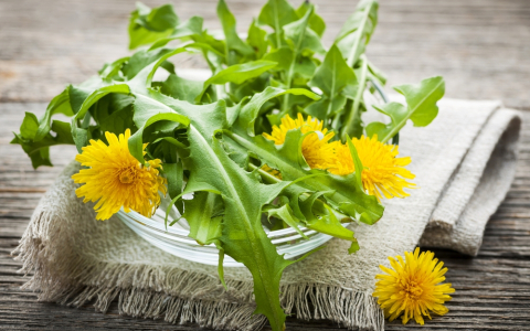 benefits-of-dandelion