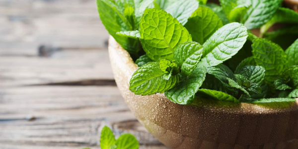the-benefits-of-peppermint