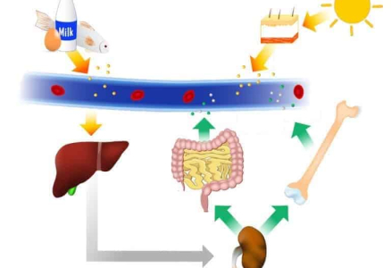 key-vitamins-that-help-support-liver-function